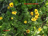 /album/wildflowers/ranunculus-asiaticus-kitrini-falasarna-jpg/